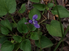Viola adunca