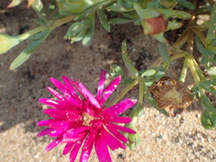 Lampranthus