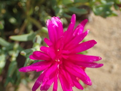 Lampranthus