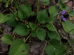 Viola adunca
