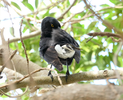 Strepera graculina graculina