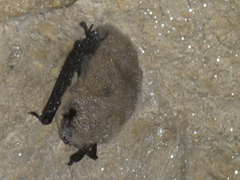 Myotis