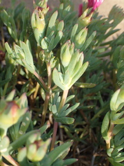 Lampranthus