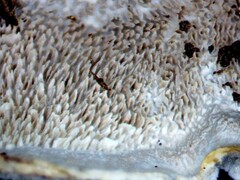 Trametes villosa