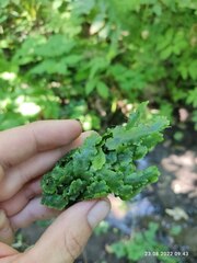 Conocephalum conicum