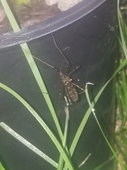 Limoniidae