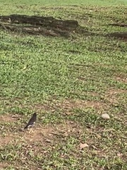 Acridotheres tristis