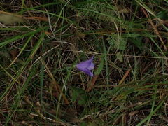 Campanula petiolata