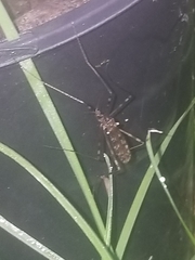 Limoniidae