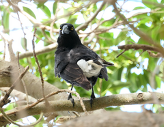 Strepera graculina graculina