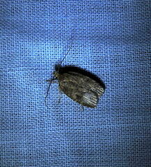 Agonopterix