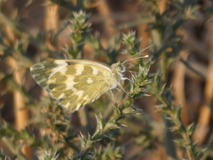Pontia daplidice