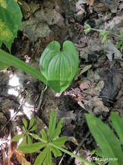 Maianthemum bifolium