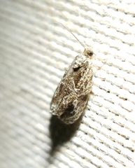 Olethreutes furfuranum