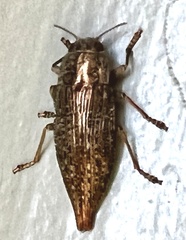 Buprestidae