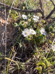 Drosanthemum hispifolium