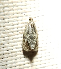 Olethreutes furfuranum