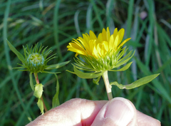 Grindelia arizonica