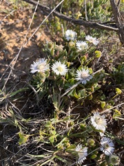 Drosanthemum hispifolium
