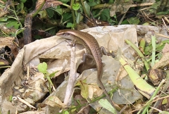 Eutropis multifasciata