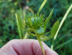 Grindelia arizonica