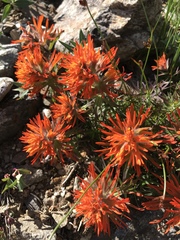 Castilleja rupicola