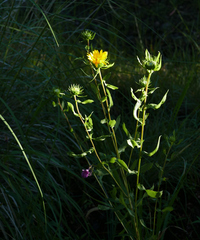 Grindelia arizonica