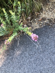 Lespedeza virginica