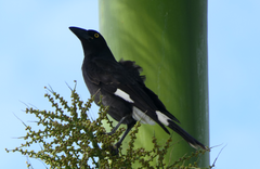 Strepera graculina graculina