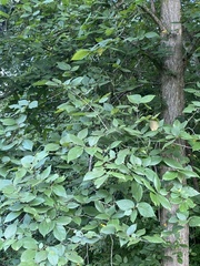 Fagus grandifolia