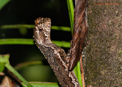 Uranoscodon superciliosus