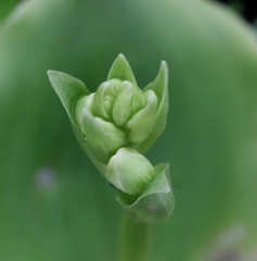 Habenaria grandifloriformis