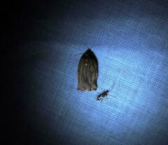 Archips grisea