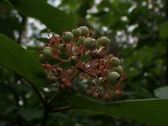 Cornus rugosa