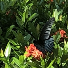 Papilio memnon