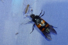 Nicrophorus