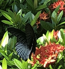 Papilio memnon
