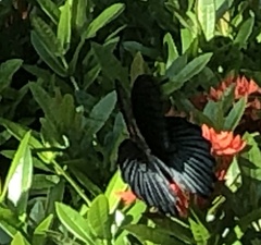 Papilio memnon