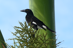 Strepera graculina graculina