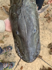 Pseudoplatystoma tigrinum