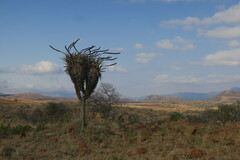 Aloe castanea