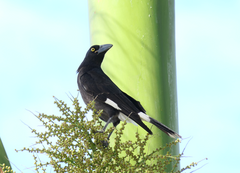 Strepera graculina graculina
