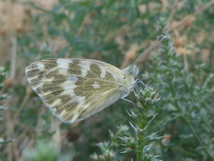 Pontia daplidice