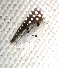 Scythropiodes issikii