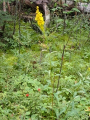 Solidago uliginosa