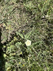 Chamaesaracha coniodes