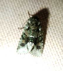 Lacinipolia explicata