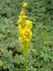 Solidago uliginosa