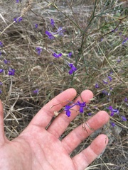 Delphinium consolida