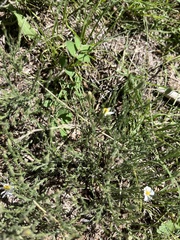 Chamaesaracha coniodes